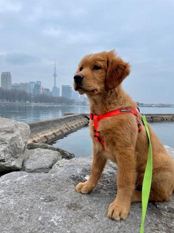 3 month old golden retriever puppy in the city