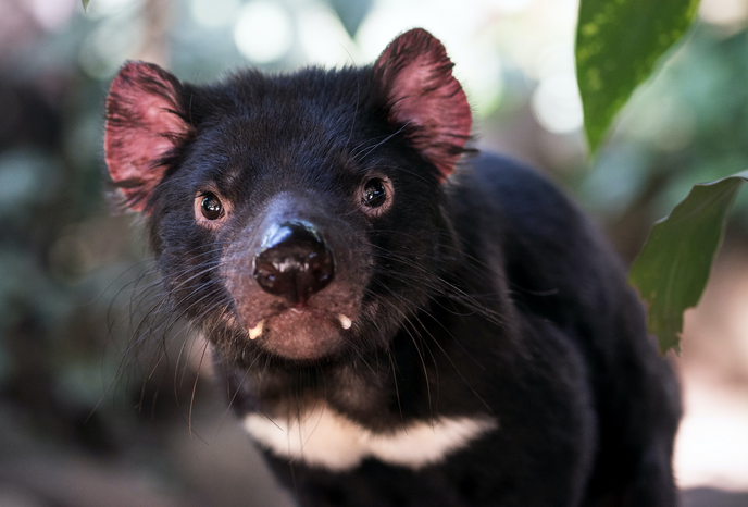 Tasmanian devil by Unsplash
