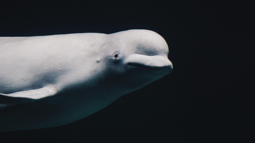 Beluga whale, photographed in Valencia Spain.