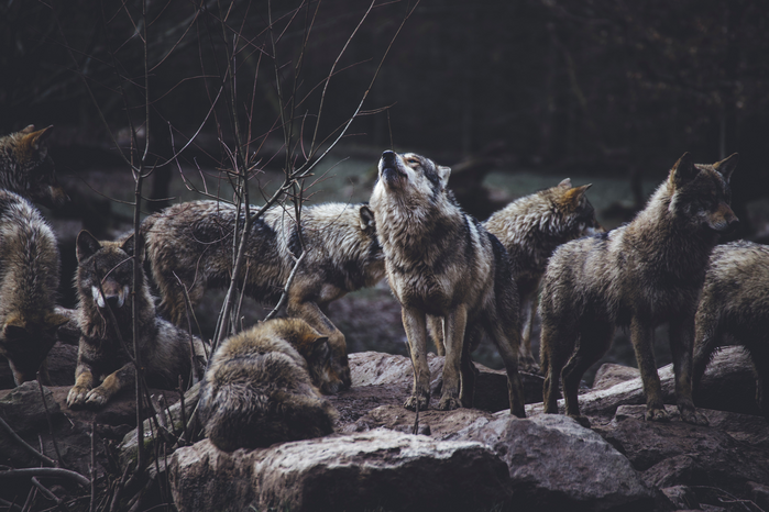grey wolves by Thomas Bonometti