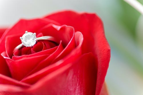 silver-colored rose with ring