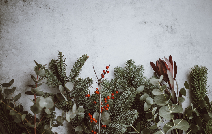 flat lay of holly and other plants by Annie Spratt on Unsplash