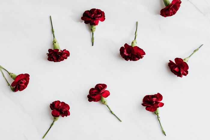 Red carnation flowers by Karolina Grabowaska