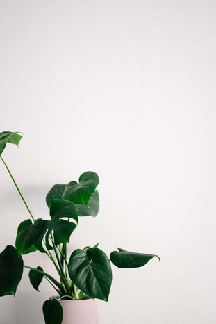 green house plantjpg by Unsplash