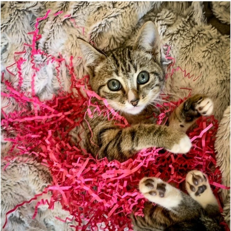 The cat adopted by Juliette is in the bed with some confetti.