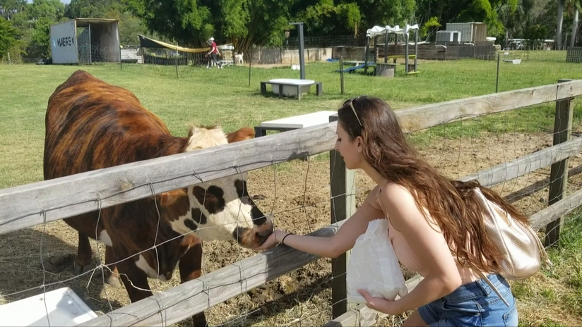 Feeding cow