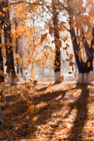 Tree with leaves turning brown by Irina Iriser