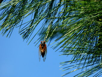 cicada hanging in a tree