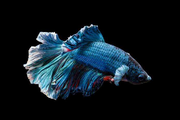 Blue and red betta fish on a black background