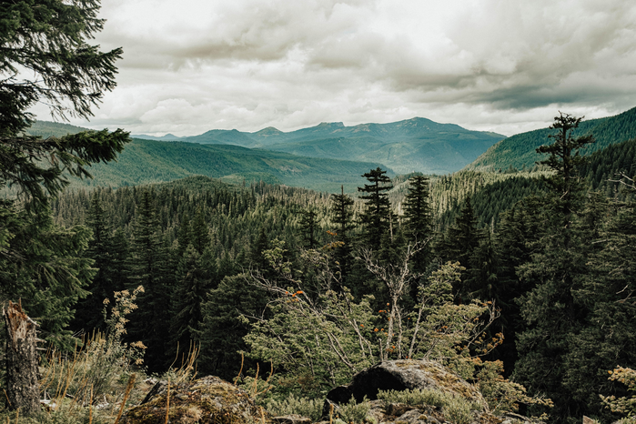 pacific northwest pine trees by Casey Olsen on Unsplash