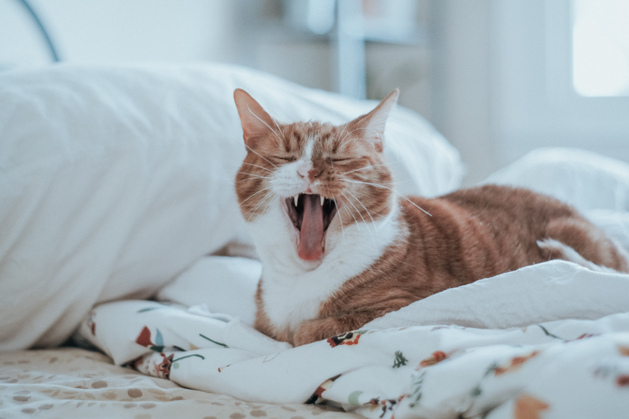 A orange and white cat on a bed yawning