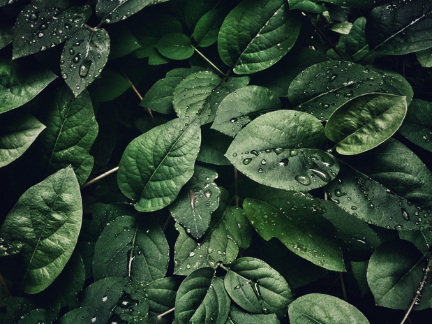 leaves with droplets