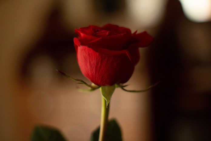 red rose with blurred background