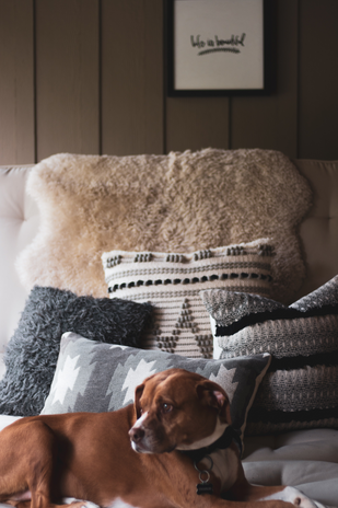 dog on sofa by Peyton Morris on Unsplash