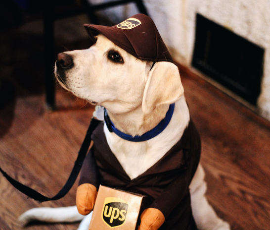 A dog in a UPS costume