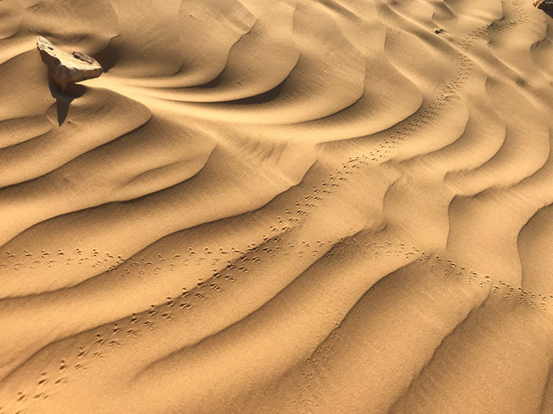ripples and bird prints in Negev desert sand