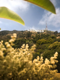 hollywood sign with foliage