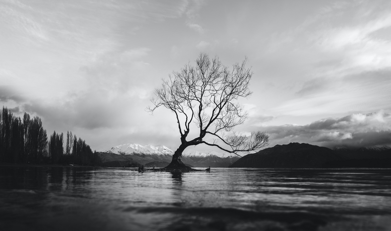 greyscale image of a tree in water