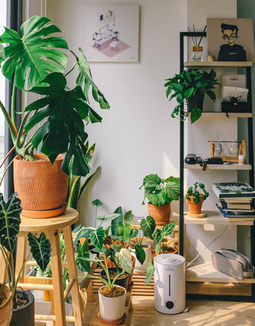 Plants in a house by Huy Phan from Unsplash