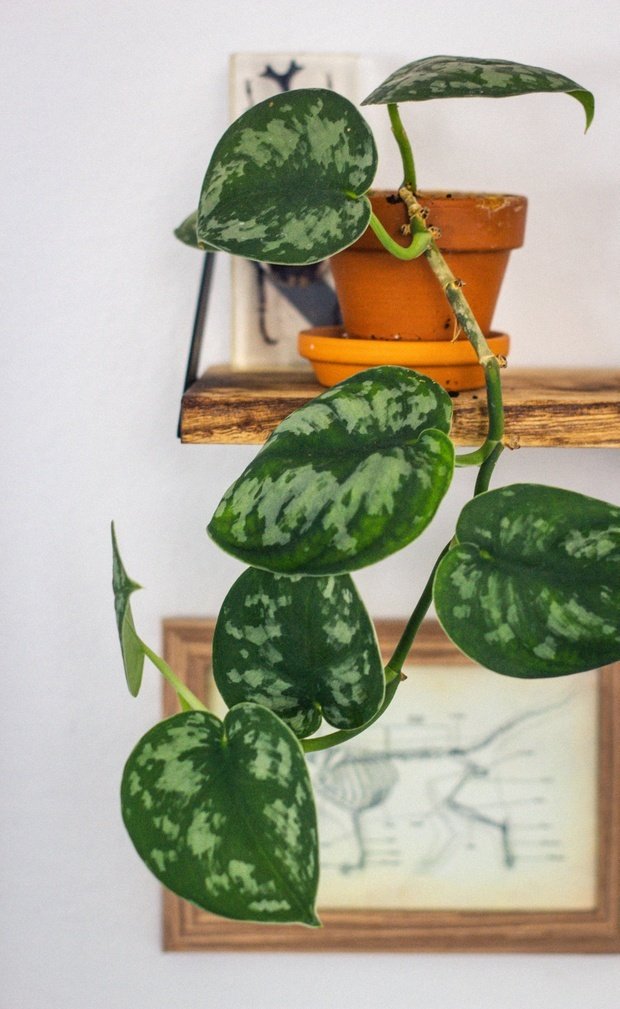 Devil's Ivy growing out of pot