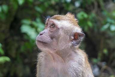 Nanyang Wildlife Reserve brown monkey