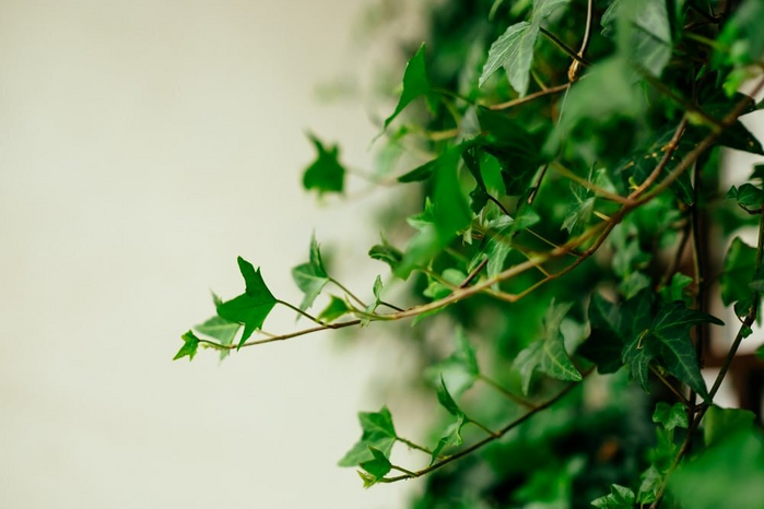 English ivy plant by Unsplash