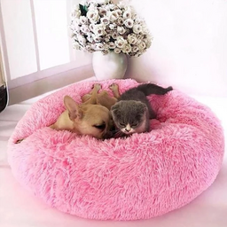 dog bed