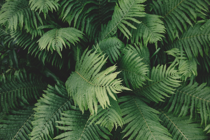 fern plant by Unsplash