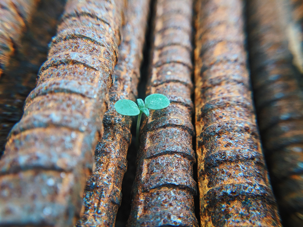 small plant growing between rebars by Faris Mohammed on Unsplash