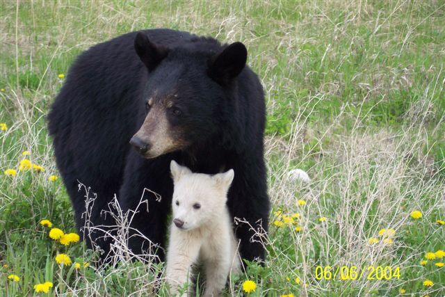 A mother black bear with her cub, a rare kermode or spirit bear.