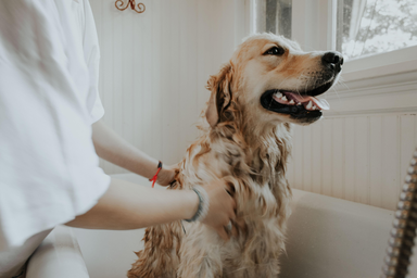 Golden retriever is being given a bath in a tub