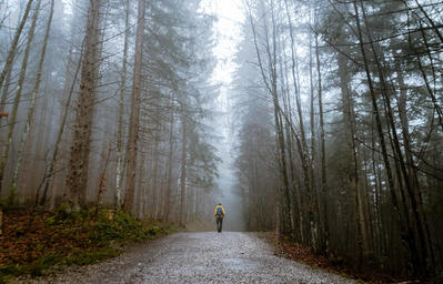 Person standing between tall trees surrounded by fog