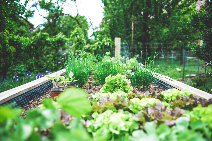 Garden, plant: Urban Gardening in raised bed – herbs and salad breeding upbringing. Self supply & self-sufficiency.