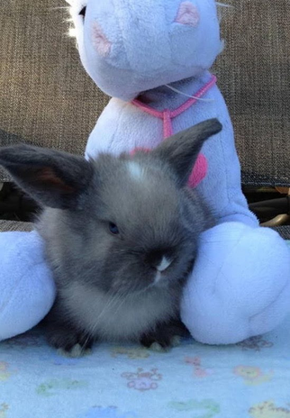 Baby rabbit sitting in front of a soft toy
