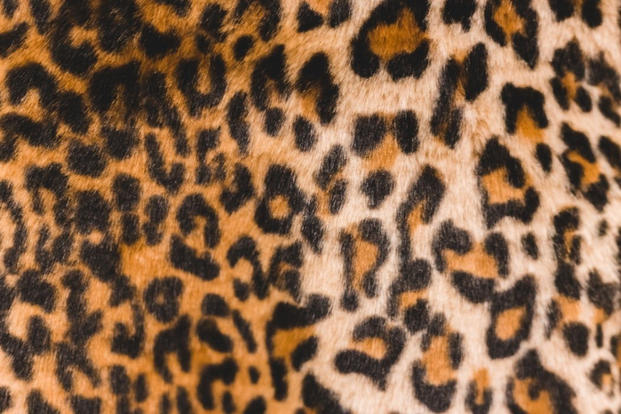 leopard printjpegjpg by Erick Mclean