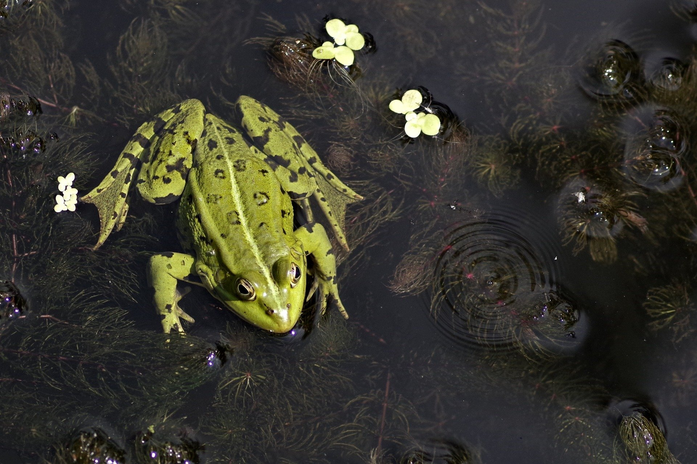 Frog in rainforest