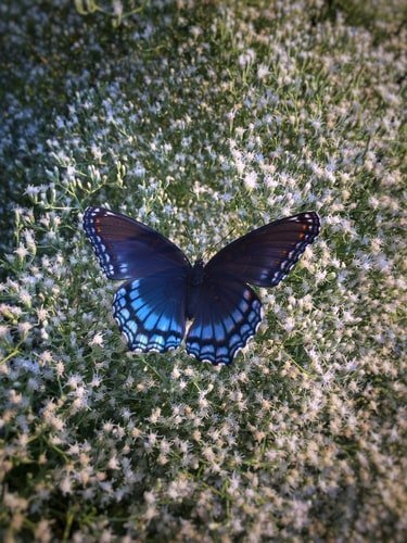 blue butterfly flying down