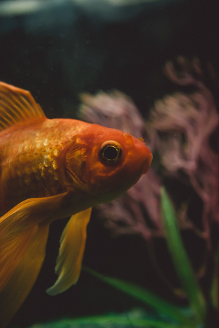 goldfish by Unsplash