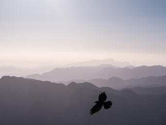 Bird silhouette in front of mountain range