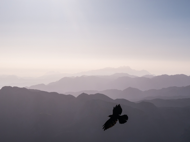 bird flying above mountains by Colin Moldenhauer