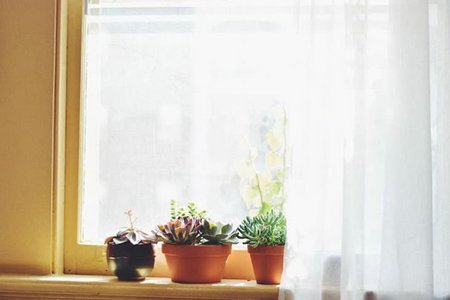 Window Sun Curtains Plants Apartment