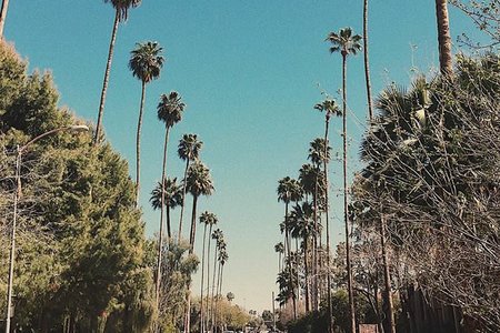 Palm Trees California Street Blue Skies