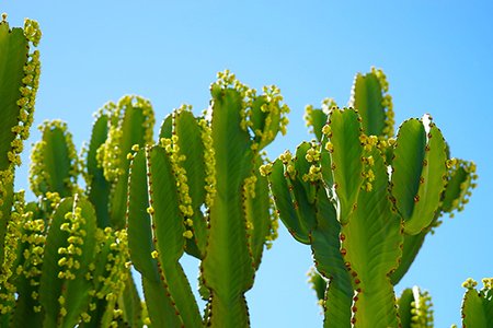 Cameron Smith-Cacti Blue Sky