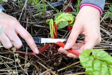 Harvesting Chard