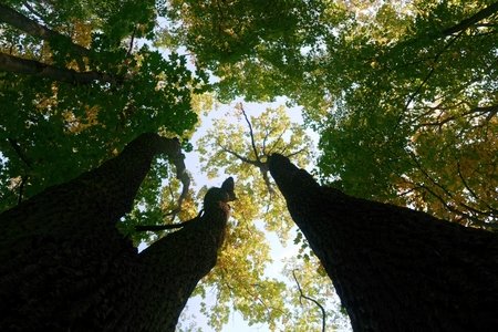 low angle of green trees