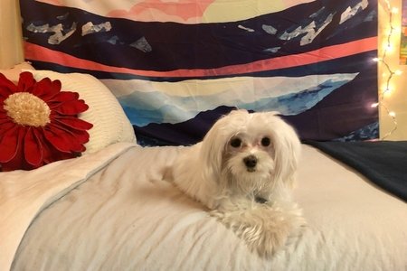 small dog on bed 1