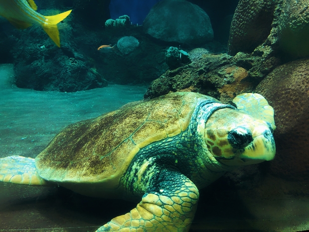 Turtle floating