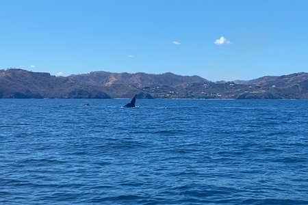 Whale in the ocean