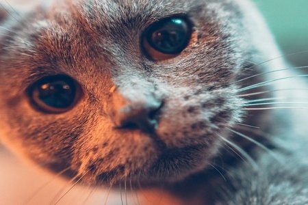 Tally Cat Cafe The Purrfect Place to Procrastinate Her Tally Cat Cafe The Purrfect Place to Procrastinate Her