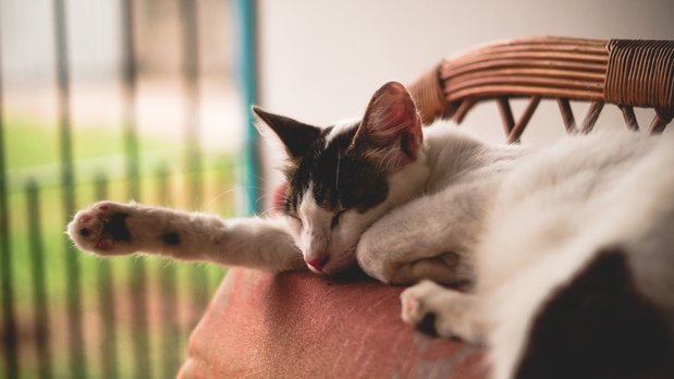 Tally Cat Cafe: The Purrfect Place to Procrastinate | Her ...